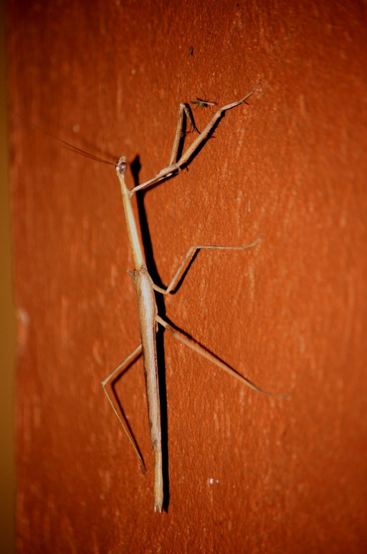 03 Stick Insect