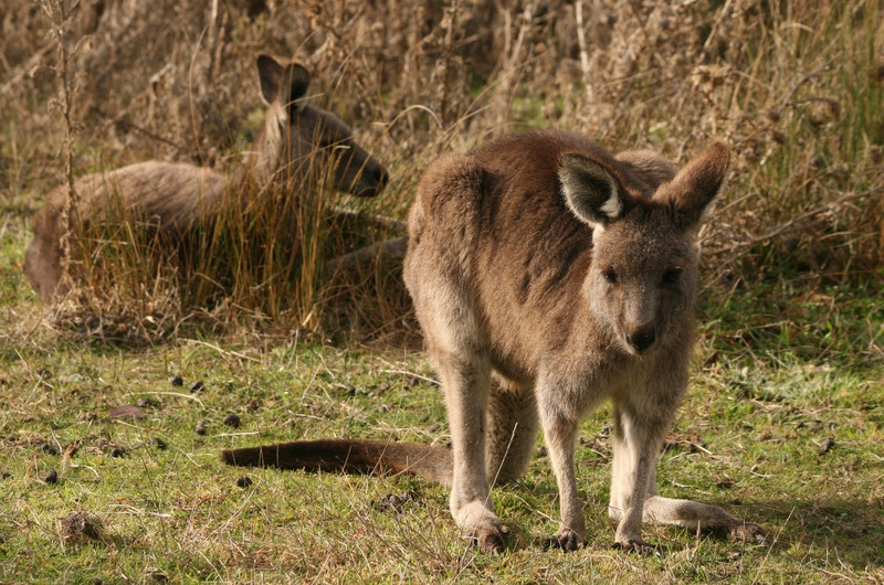 17 Kangaroos