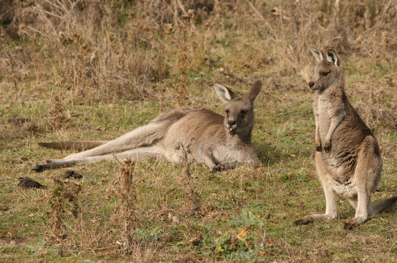 19 Kangaroos