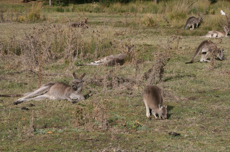 20 Kangaroos