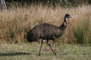 33 Emu