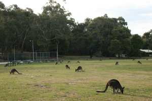 79 Kangaroos