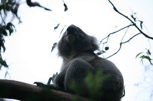01 Koala