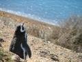 Magellanic penguin