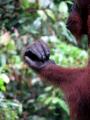 Orangutan hand