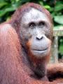 Miskam the Orangutan 