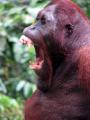 Yawning Orangutan 