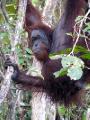 Wild Orangutan 