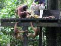 Long tailed macaques trying to steal the orangutans food