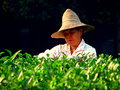 Hangzhou Tea Plantation