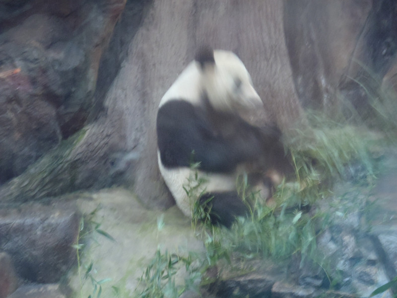 Panda at bejing zoo
