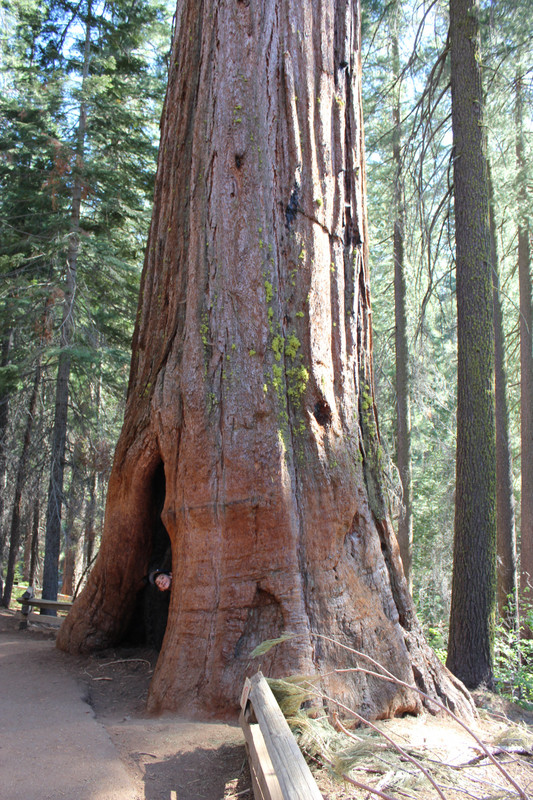 Séquoia géant à Yosemite