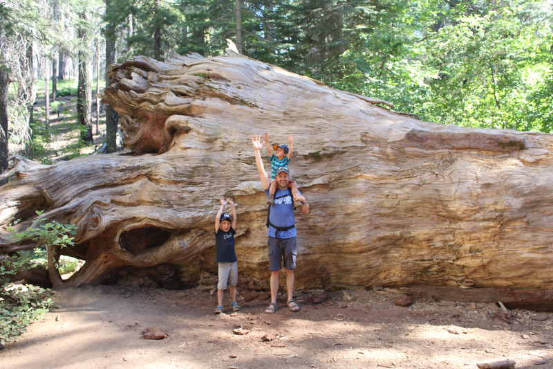Séquoia géant à Yosemite