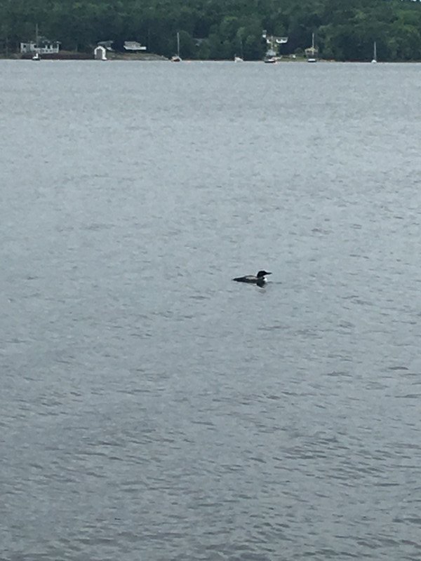 A solitary loon
