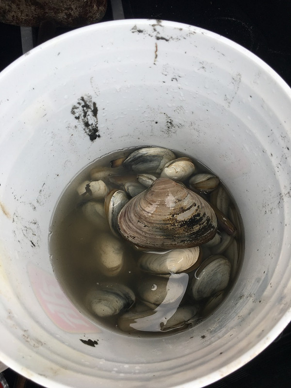 12_bucket of clams