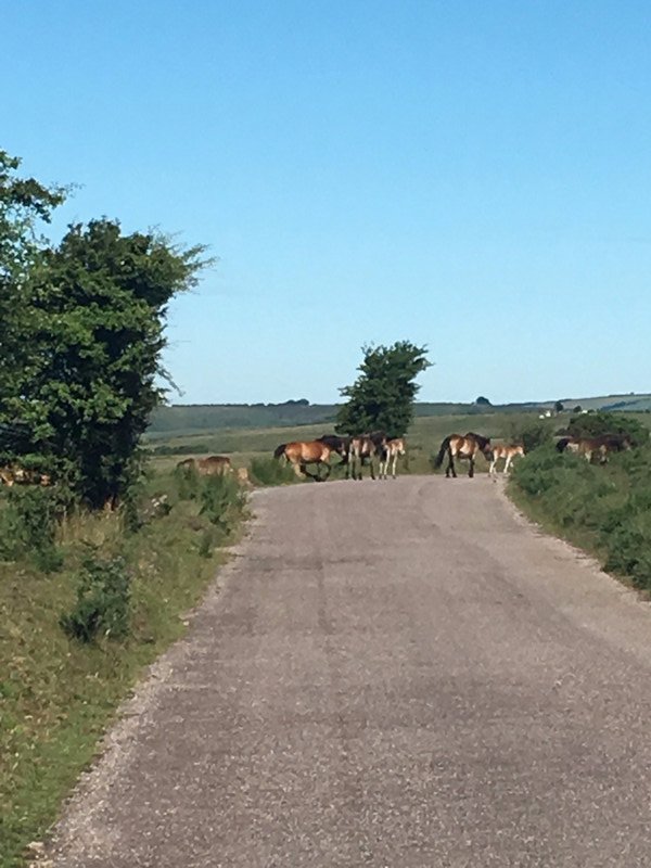 horses crossing the road up from where the car is parked