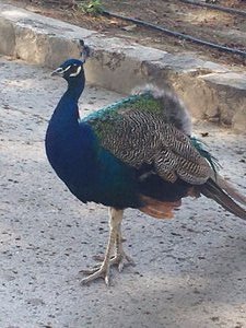 peacocks roaming wild