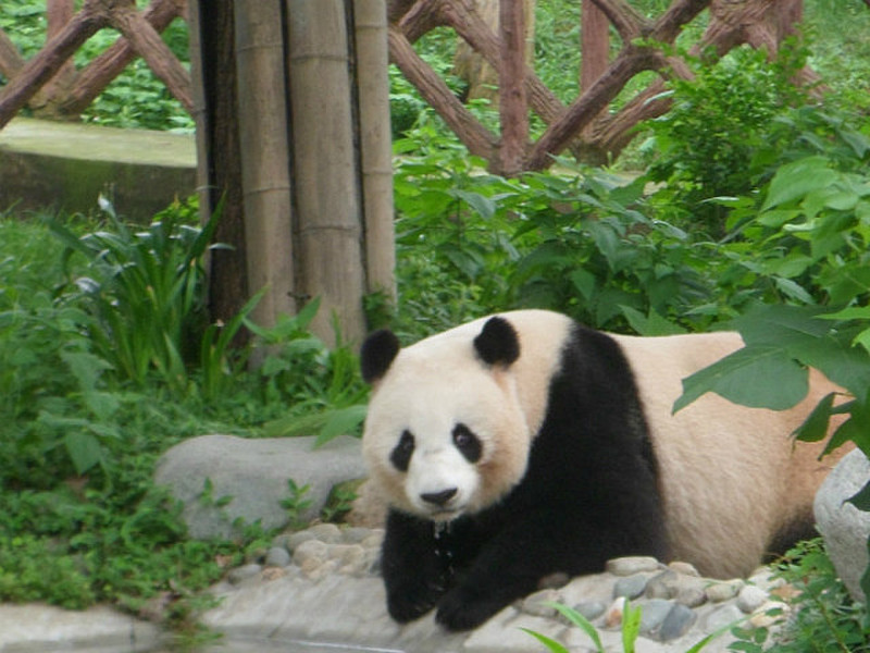 more panda
