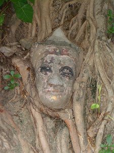 Face in a tree