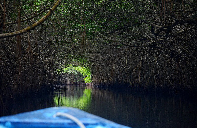 Mangrove tunnel
