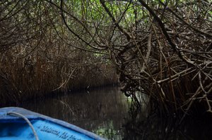 Into the mangrove swamp