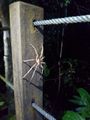 A mahoosive spider