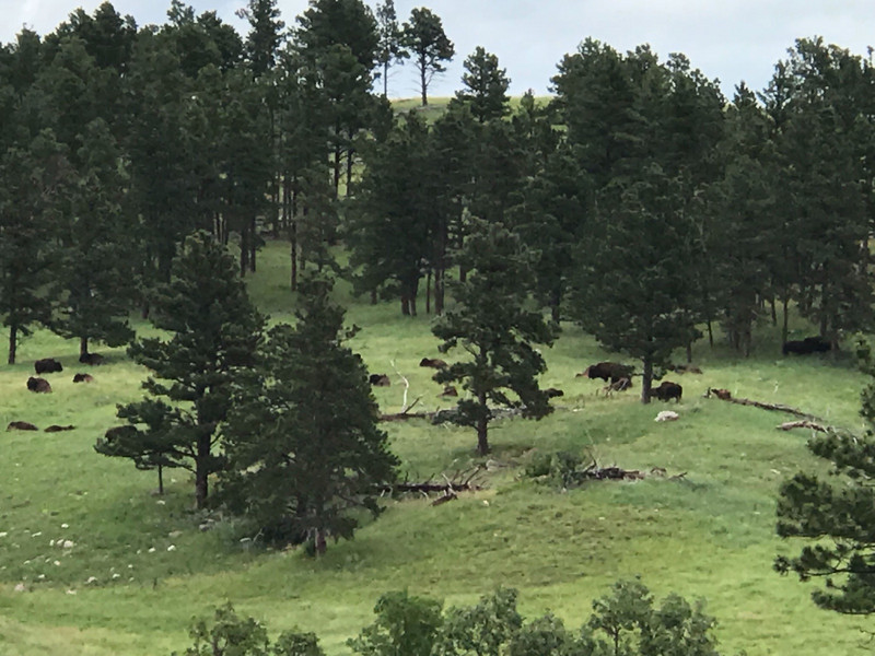 Buffalo on the hillside