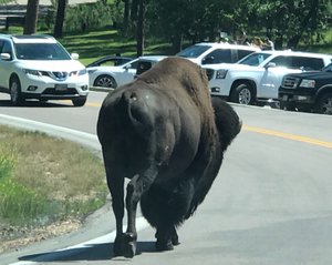 Buffalo Butt!!
