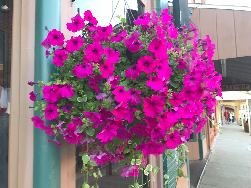 Flower baskets in Hill City