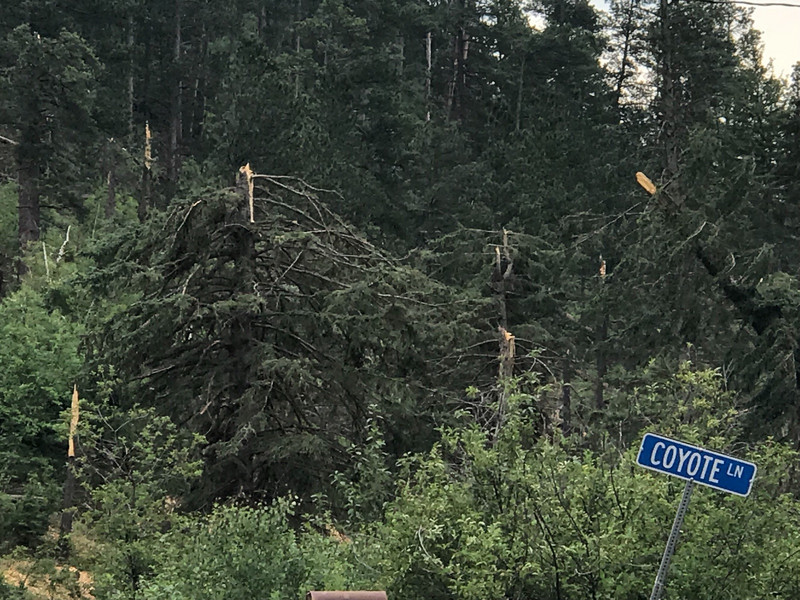 Tornado Damage on Spearfish Canyon Scenic Byway