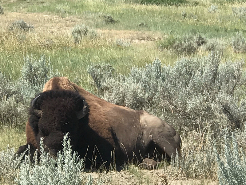 Bull Bison along the side of the road in North Unit