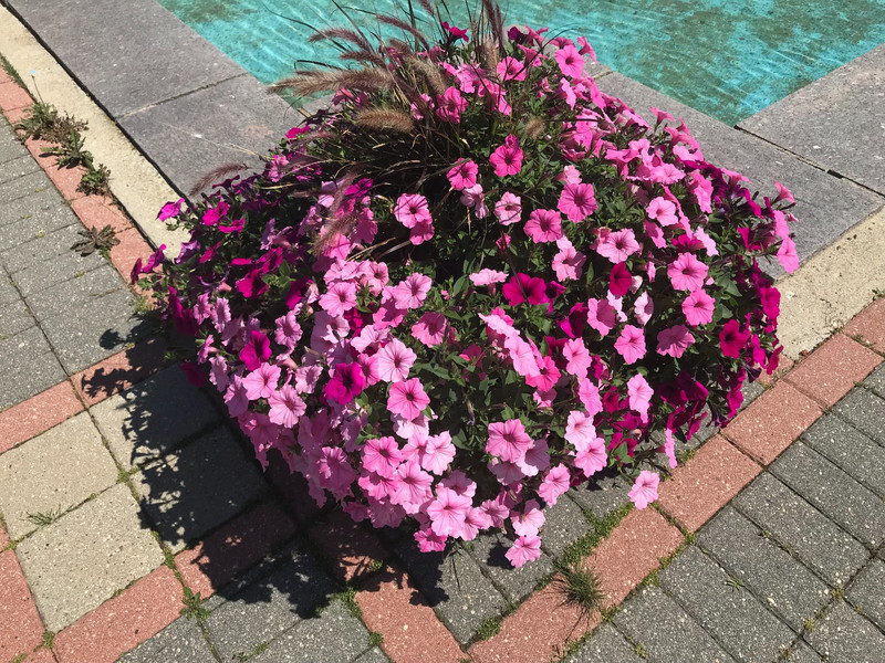 Flower pot in International Peace Garden