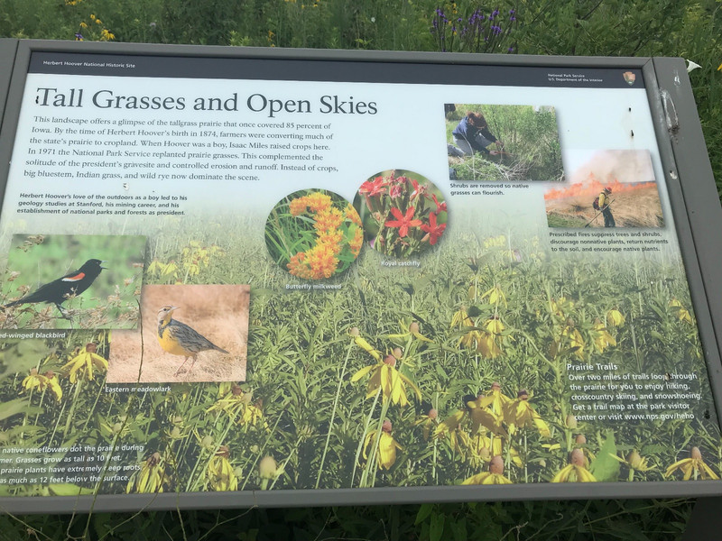Explanation of Tall Prairie Grasses