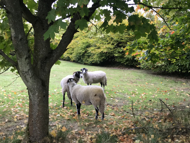 Swalford Sheep