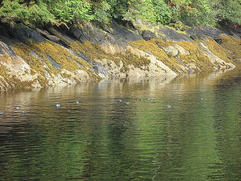 Harbor Seals at Misty Fjords