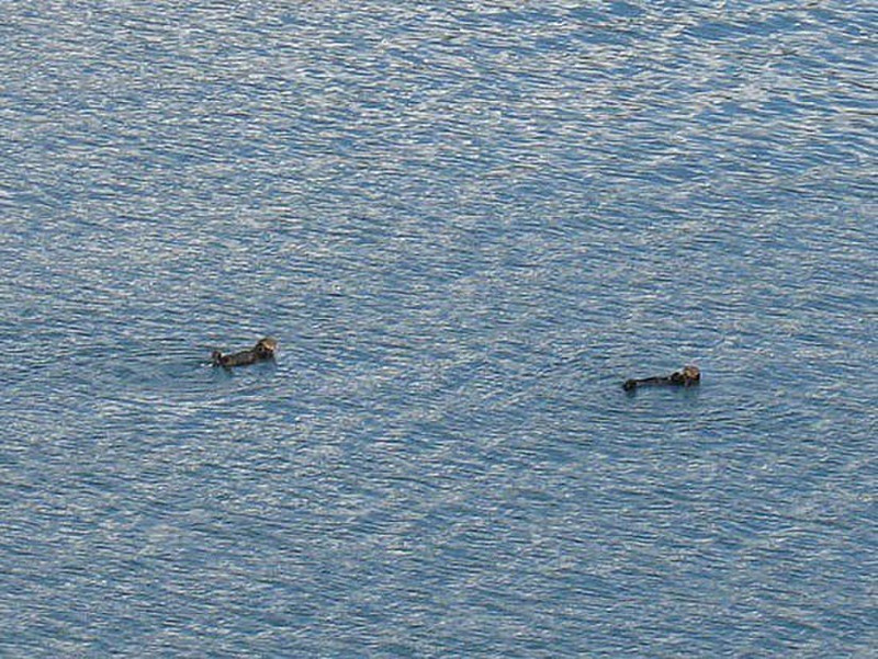Couple of Sea Otters