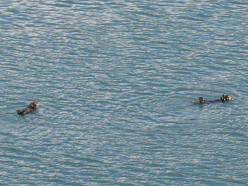 Sea Otters Off the Balcony