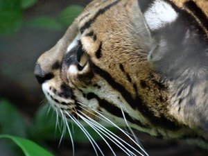 Amazonian Jaguar