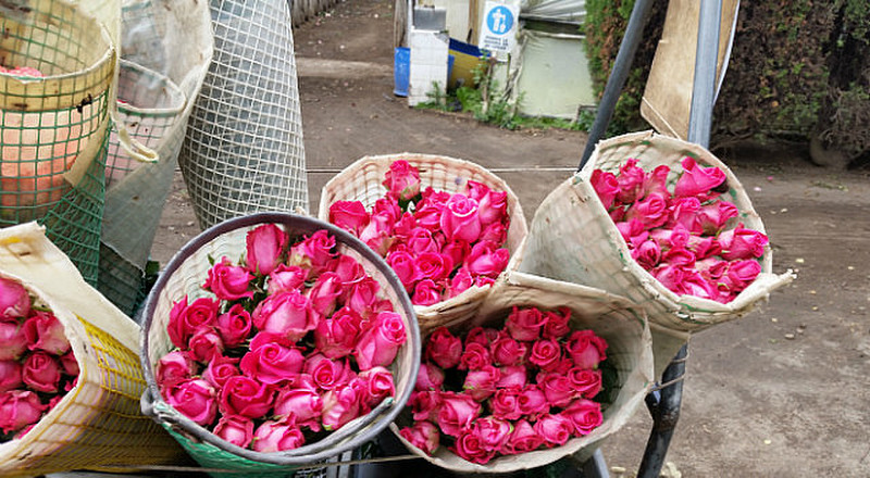 Fresh-Picked Roses