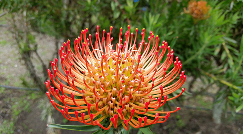 Protea Flower at Botanical Gardens