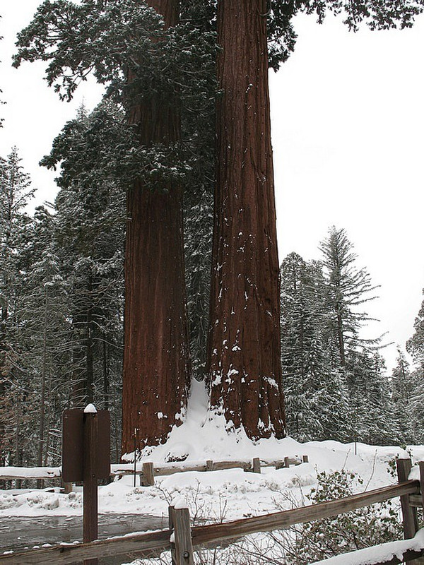 Grant Cove Sequoia Trees