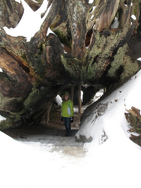 Inside a Downed Tree
