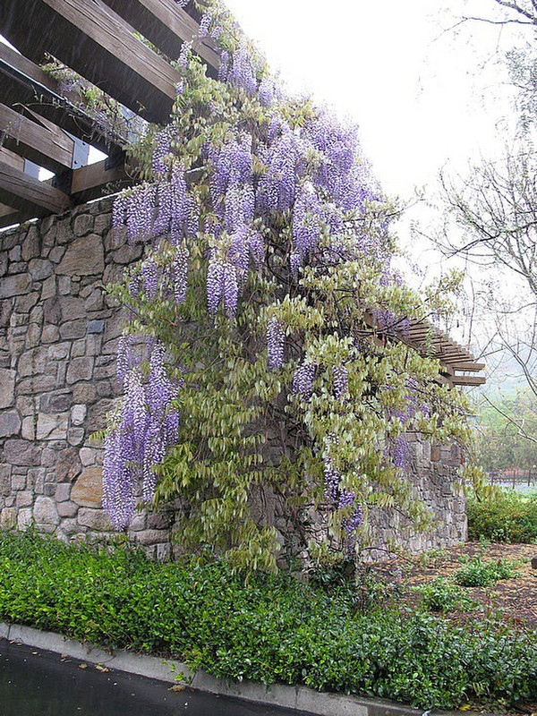 All the Wisteria was in bloom