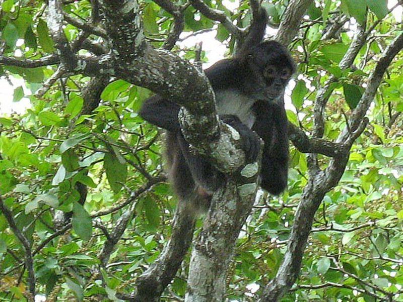 Monkey -- Belize
