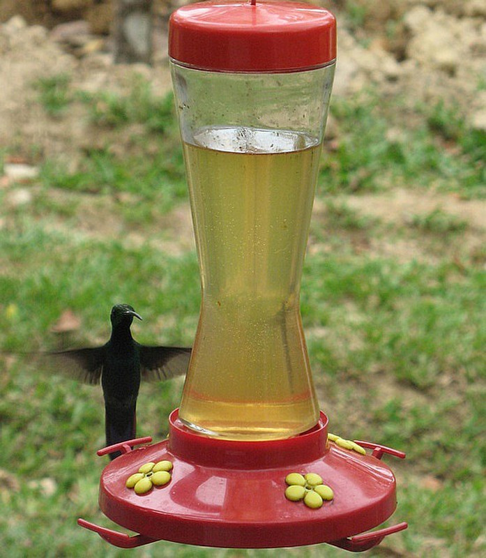 Hummingbird at the Retreat