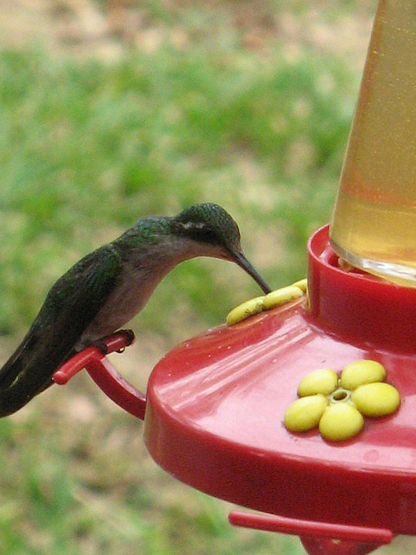Hummingbirds had no fear