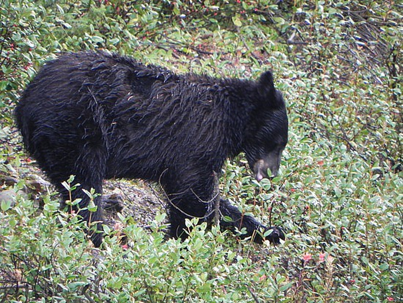 A Very Wet Black Bear