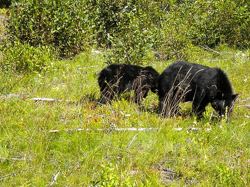 Mother Black Bear and Cub
