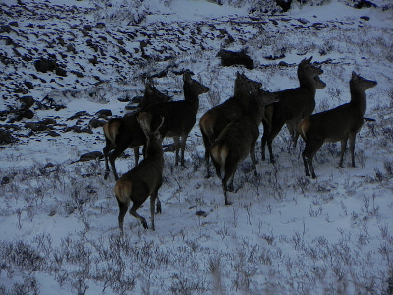Herd of Deer along Road to Loch Ness