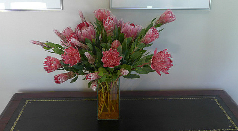 Protea Flowers